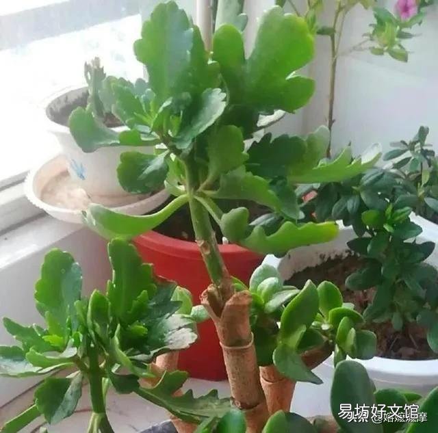 玉树可以剪得一片叶子都不留吗?会不会挂?