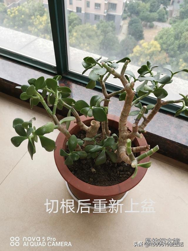 玉树可以剪得一片叶子都不留吗?会不会挂?