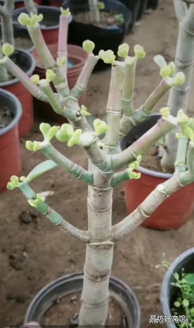 玉树可以剪得一片叶子都不留吗?会不会挂?