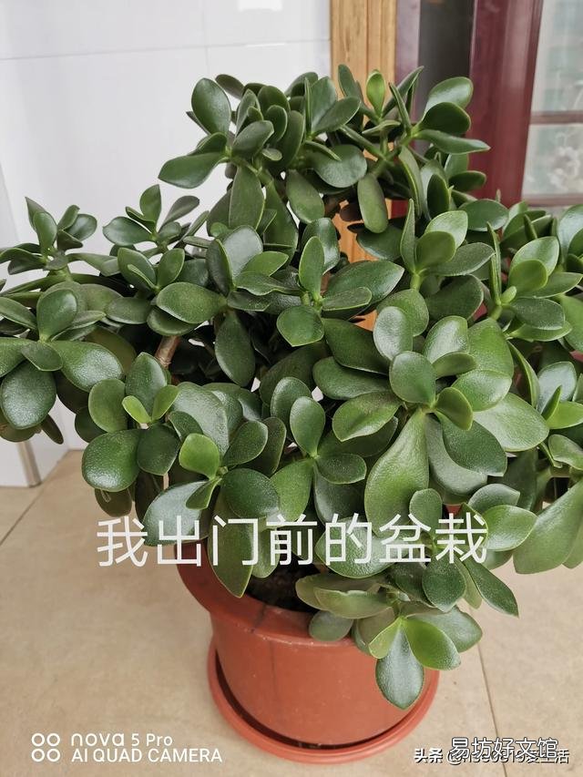 玉树可以剪得一片叶子都不留吗?会不会挂?