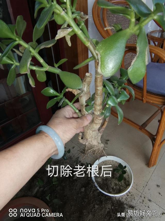 玉树可以剪得一片叶子都不留吗?会不会挂?
