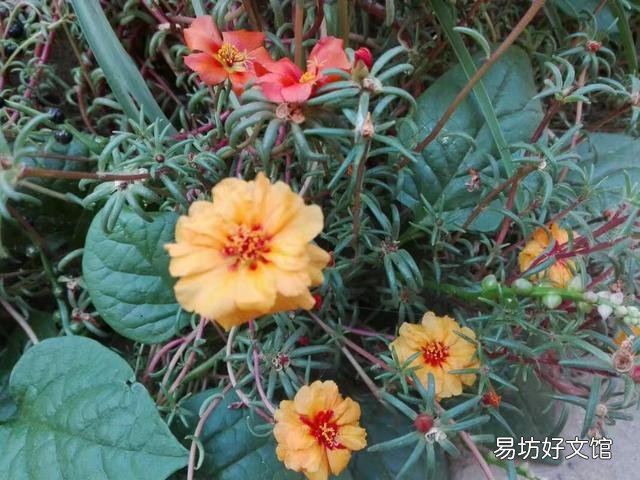太阳花在阳台上养,花蕾总是干枯有什么好办法吗?