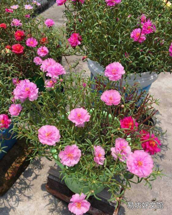 太阳花在阳台上养,花蕾总是干枯有什么好办法吗?