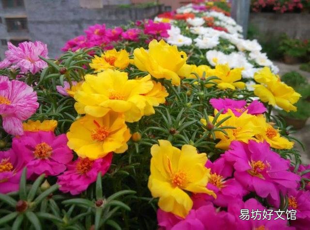 太阳花在阳台上养,花蕾总是干枯有什么好办法吗?