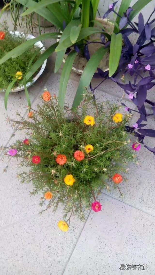 太阳花在阳台上养,花蕾总是干枯有什么好办法吗?