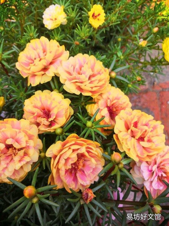 太阳花在阳台上养,花蕾总是干枯有什么好办法吗?