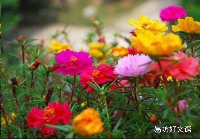 太阳花在阳台上养,花蕾总是干枯有什么好办法吗?