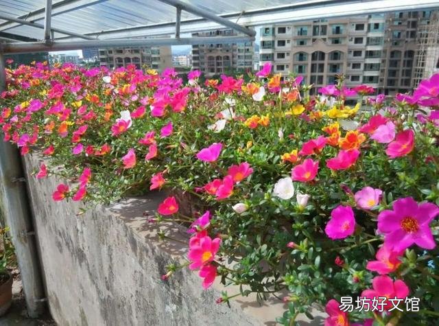 太阳花在阳台上养,花蕾总是干枯有什么好办法吗?
