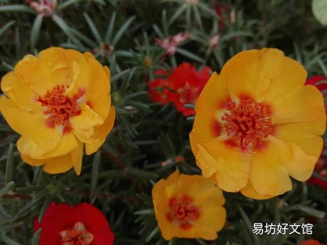 太阳花在阳台上养,花蕾总是干枯有什么好办法吗?