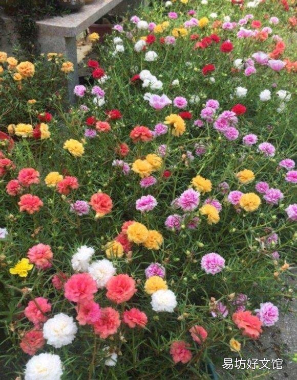 太阳花在阳台上养,花蕾总是干枯有什么好办法吗?