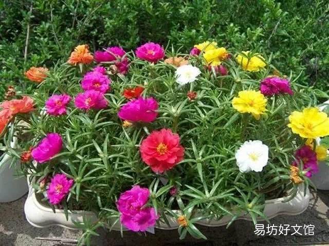 太阳花在阳台上养,花蕾总是干枯有什么好办法吗?
