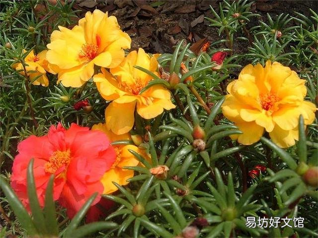 太阳花在阳台上养,花蕾总是干枯有什么好办法吗?
