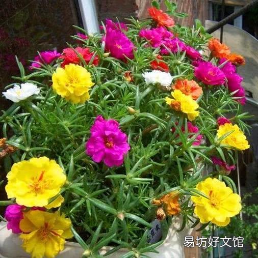 太阳花在阳台上养,花蕾总是干枯有什么好办法吗?