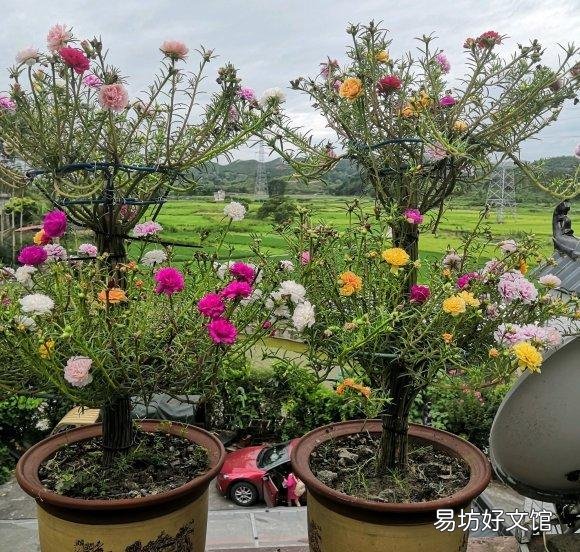 太阳花在阳台上养,花蕾总是干枯有什么好办法吗?