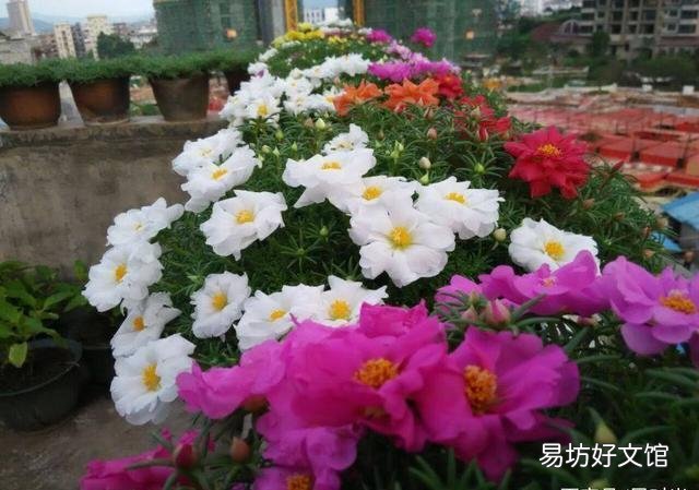 太阳花在阳台上养,花蕾总是干枯有什么好办法吗?