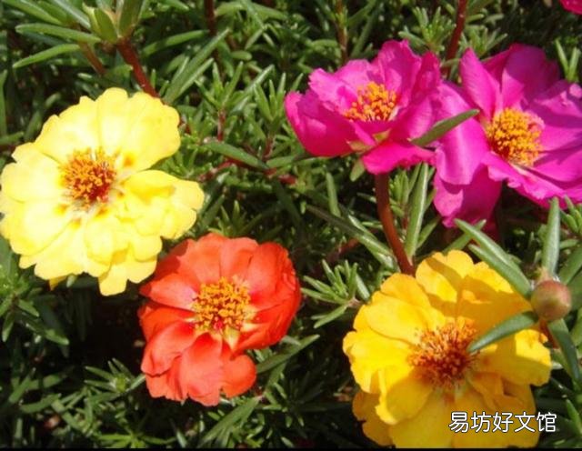 太阳花在阳台上养,花蕾总是干枯有什么好办法吗?