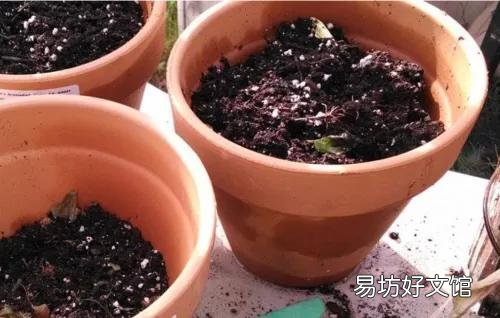 请问室内的玫瑰盆景如何培育成活率高一点?谢谢大家?