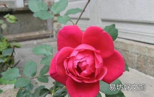 请问室内的玫瑰盆景如何培育成活率高一点?谢谢大家?