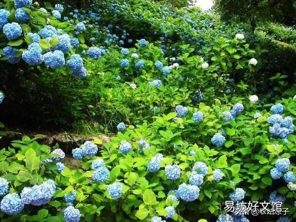 绣球花应该在什么时间段浇水?早晨和下午哪个时段更好一些?