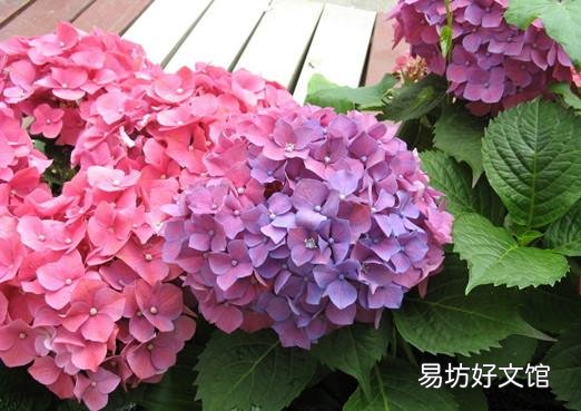 绣球花应该在什么时间段浇水?早晨和下午哪个时段更好一些?