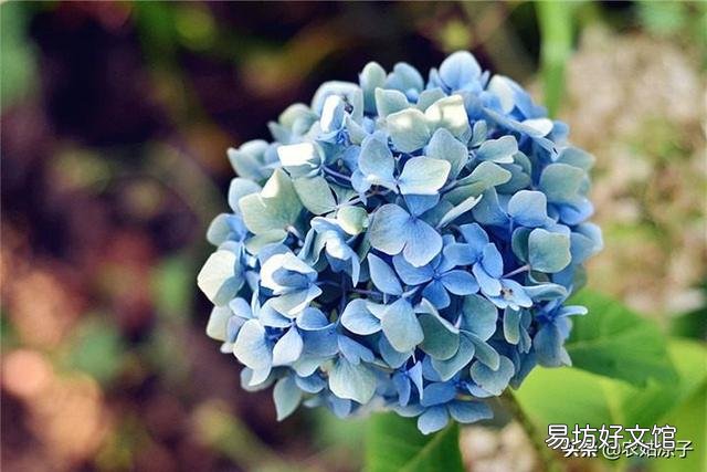 绣球花应该在什么时间段浇水?早晨和下午哪个时段更好一些?
