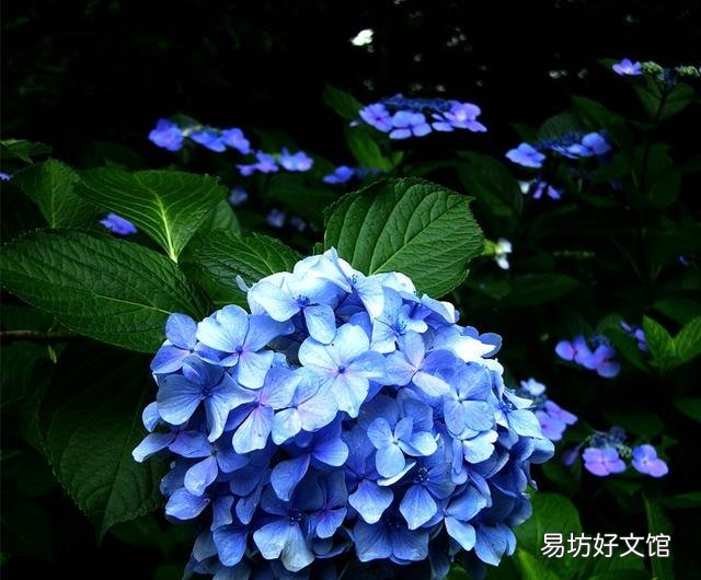 绣球花应该在什么时间段浇水?早晨和下午哪个时段更好一些?