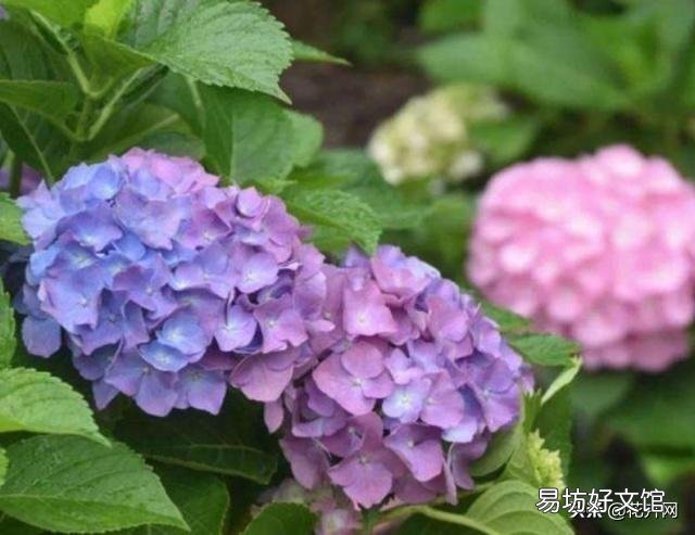 绣球花应该在什么时间段浇水?早晨和下午哪个时段更好一些?