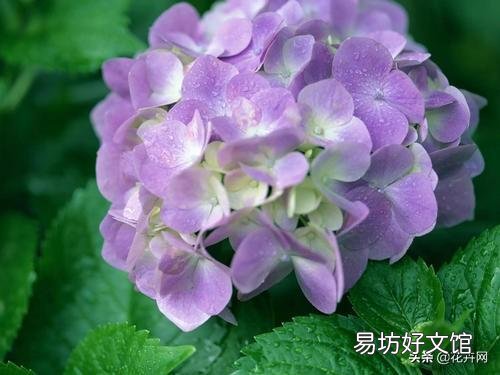 绣球花应该在什么时间段浇水?早晨和下午哪个时段更好一些?