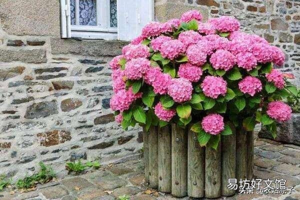 绣球花应该在什么时间段浇水?早晨和下午哪个时段更好一些?