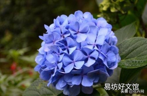 绣球花应该在什么时间段浇水?早晨和下午哪个时段更好一些?