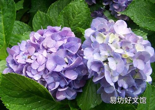 绣球花应该在什么时间段浇水?早晨和下午哪个时段更好一些?