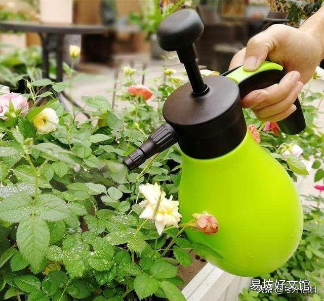我的月季今年第二年,新枝的底部都是黄叶,是什么原因?