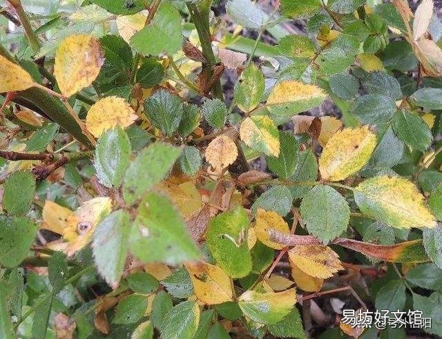 我的月季今年第二年,新枝的底部都是黄叶,是什么原因?