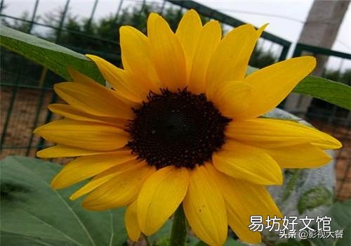 草木灰能种太阳花吗?