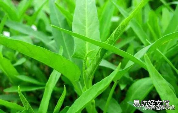 竹叶菜发芽了怎么浇水好?