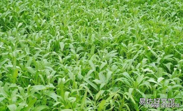 竹叶菜发芽了怎么浇水好?