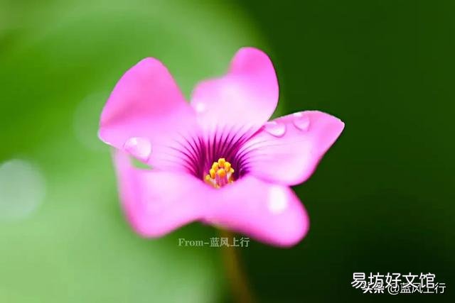 种植的花卉和不知名的野花你更喜欢哪一种?