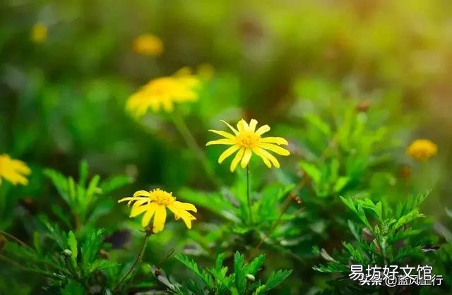 种植的花卉和不知名的野花你更喜欢哪一种?