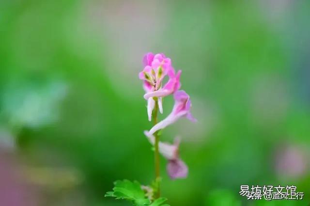 种植的花卉和不知名的野花你更喜欢哪一种?