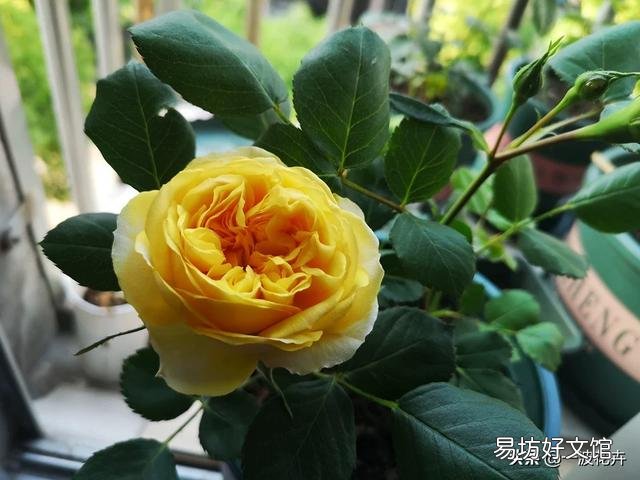 盆栽月季树皮放多了影响生根吗?