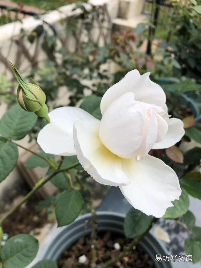 盆栽月季树皮放多了影响生根吗?