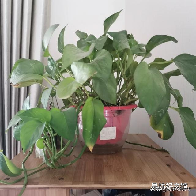 家里养绿萝有什么好处?