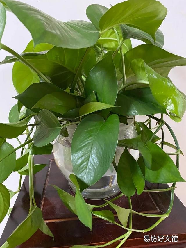 家里养绿萝有什么好处?