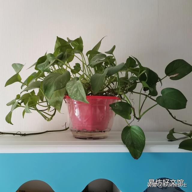 家里养绿萝有什么好处?