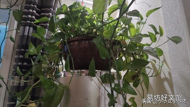 家里养绿萝有什么好处?