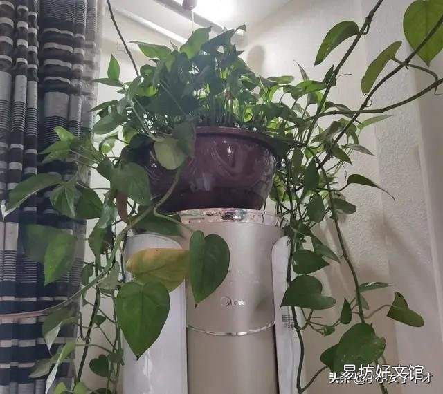 家里养绿萝有什么好处?