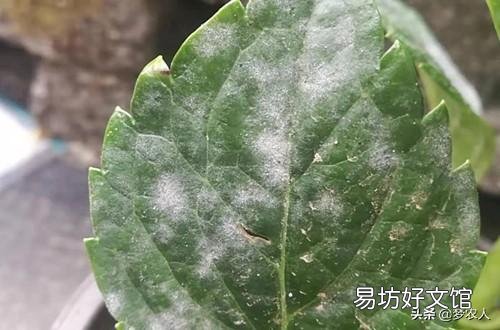 绣球花为什么总是长白粉病?打完药刚治好了又长,灌根也不行?