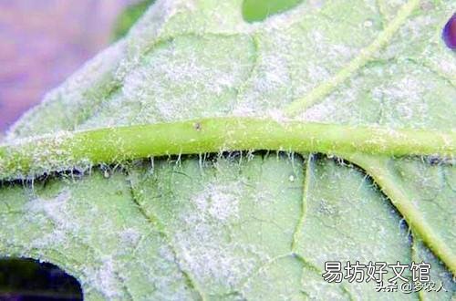 绣球花为什么总是长白粉病?打完药刚治好了又长,灌根也不行?