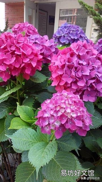 绣球花为什么总是长白粉病?打完药刚治好了又长,灌根也不行?
