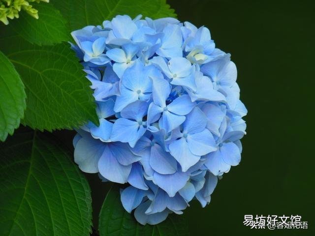 绣球花为什么总是长白粉病?打完药刚治好了又长,灌根也不行?